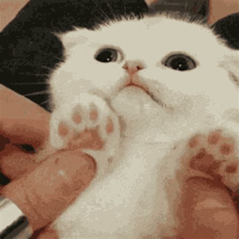 Share the<strong> best GIFs</strong> now >>>. . Cat gif cute